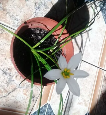 Чудесный комнатный нарцисс Зефирантес белый цветки, молодой недорог: 330  грн. - Комнатные растения Киев на Olx