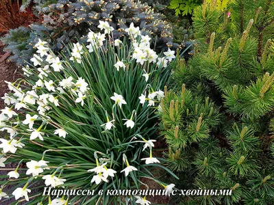 Чудесный комнатный нарцисс Зефирантес белый цветки, молодой недорог: 330  грн. - Комнатные растения Киев на Olx
