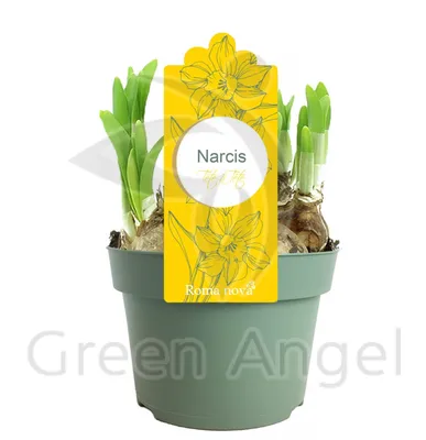 Нарцисс крупноцветковый (3 луковицы) — Рассада цветов и овощей.