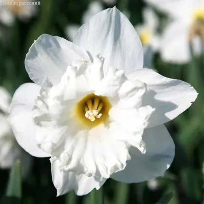 Нарцисс - цветок весны. Почему не цветет нарцисс?