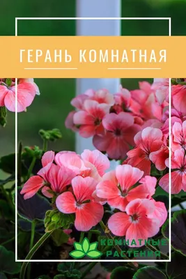 Выращивание герани в комнатных условиях | GreenMarket