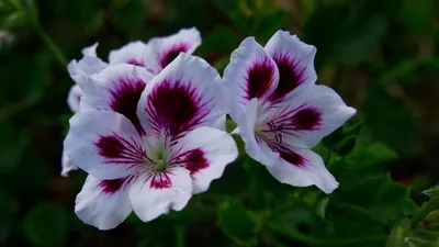 Герань / Пеларгония (Pelargonium) - хороша и на подоконнике и в летнем саду