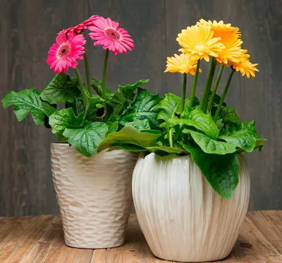 7 важных советов по уходу за комнатным видом цветка Гербера | Тесты онлайн  | Дзен