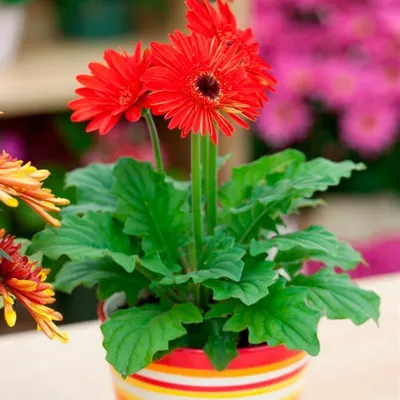 Комнатный цветок Гербера \"Макси Селект\", красная, горшок D12 (6581008) -  Купить по цене от 260.00 руб. | Интернет магазин SIMA-LAND.RU
