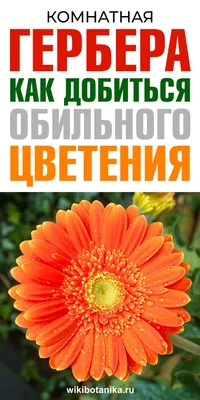 Герберы (9 штук в упаковке крафт) - Доставка свежих цветов в Красноярске