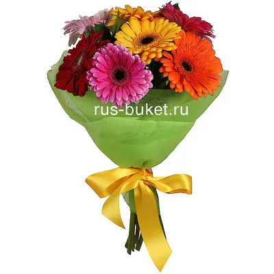Гербера розовая - Жарден. Оптово-розничные продажи цветов и растений в  Уральском регионе.