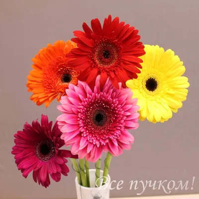Цветок гербера в горшке – купить с доставкой в Москве. Цена ниже!