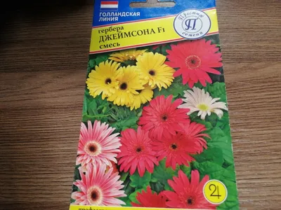 Герберы (7 шт.)» - купить в Красногорске за 3 410 руб