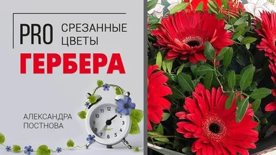 Цветок \"Гербера белая h25\" купить по низкой цене в интернет-магазине  kashpo.store