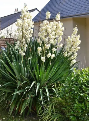 Юкка слоновая - Yucca elephantipes. Уход за юккой, фото, видео