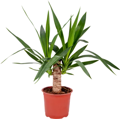 Каталог Юкка Вертакт (Yucca) Р233 от магазина daflor