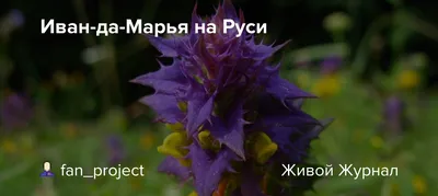 Иван-да-марья (марьянник дубравный) :: Людмила Василькова – Социальная сеть  ФотоКто