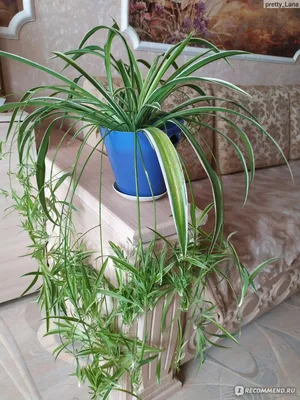 Хлорофитум (Chlorophytum). Уход за хлорофитумом: содержание и размножение