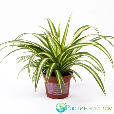 Хлорофитум Tropic House, 23 дм, 1 шт - купить по выгодной цене в  интернет-магазине OZON (1020935065)