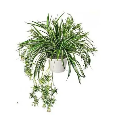 Хлорофитум (Chlorophitum) купить, продажа Киев, цена, фото, уход