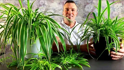 Комнатные растения - 100 самых полезных, каталог с названиями и описанием