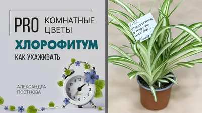 Хлорофитум Грин Оранж 40/12 купить