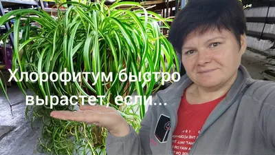 17 комнатных растений, которые привлекают счастье и удачу в дом — новости  Техноэкспорт