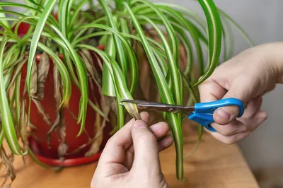 Хлорофитум (Chlorophytum). Уход за хлорофитумом: содержание и размножение