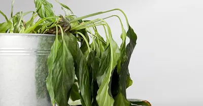 Комнатные растения для школы - Интернет магазин комнатных растений Pilea,  Москва, Россия