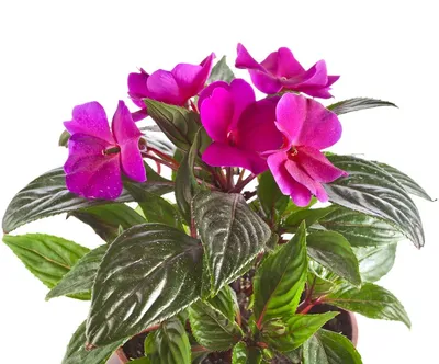 Цветок ванька мокрый: уход в домашних условиях, выращивание цветов