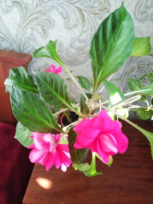 Бальзамин, Недотрога, или Ванька-мокрый | Комнатные растения, Растения,  Цветы