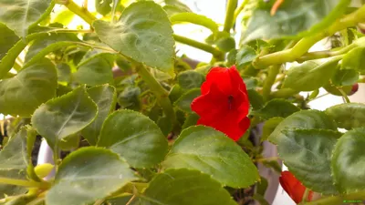 Комнатный цветок Ванька мокрый (бальзамин): 20 000 сум - Комнатные растения  Ташкент на Olx
