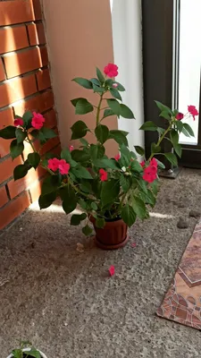 Ванька мокрый цветок (бальзамин комнатный) – уход в домашних условиях