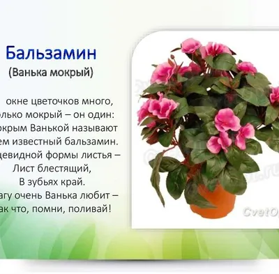 Бальзамин – комнатное растение - Бобёр.ру