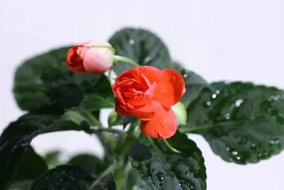 Бальзамин махровый (Ванька мокрый) | купить в интернет магазине растений  green-7.ru в Москве