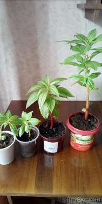 Бальзамин Новогвинейский Тут скорее всего не нужно слов ) Все знают это  растение под названием Огонек ,Ванька Мокрый ...только это гибрид… |  Instagram