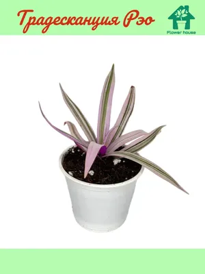 Комнатный цветок, Рео – хранитель позитивной энергетики, отростки: цена 30  грн - купить Комнатные растения на ИЗИ | Николаев