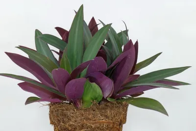 Цветок Рэо, цветущее неприхотливое растение – купить в Лобне, цена 100  руб., продано 17 апреля 2020 – Растения и семена