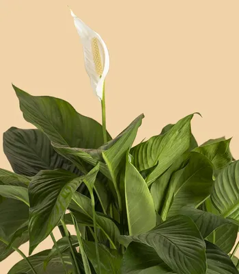 Комнатный цветок спатифиллум фото