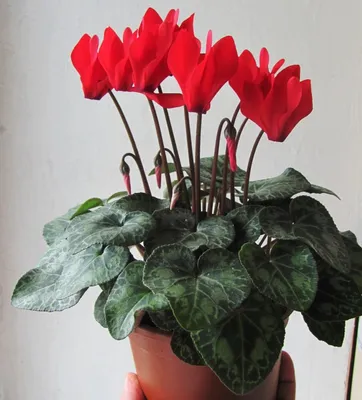 Комнатный цветок цикламен фото