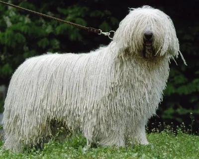 Комондор (Komondor) - это большая, храбрая и преданная порода собак. Фото,  отзывы и описание.