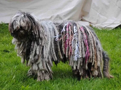 Комондор (Венгерская овчарка) / Komondor (Hungarian Komondor, Hungarian  Sheepdog) - PetsPoint.ru