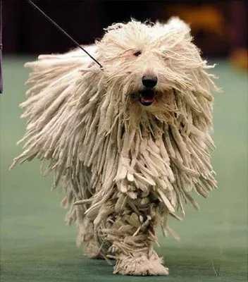 Комондор (Komondor) - это большая, храбрая и преданная порода собак. Фото,  отзывы и описание.