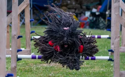 Файл:Komondor Westminster Dog Show crop.jpg — Википедия