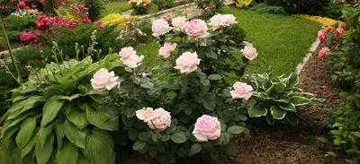 Королев играет свита: лучшие варианты компаньонов для роз |  Интернет-магазин садовых растений