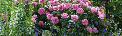 🌹Компаньоны для роз в саду🌹 Розам в саду принято уделять королевское  внимание, поэтому размещая их с другими.. | ВКонтакте