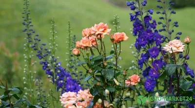 Лаванда и розы – растения-компаньоны