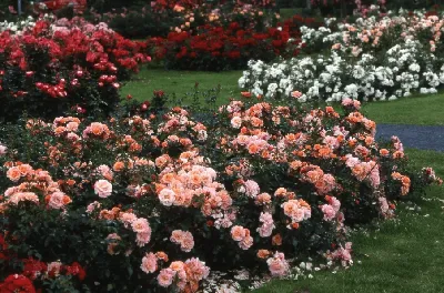 Лучшие растения-компаньоны для роз: чтобы было красиво, полезно и весь  сезон радовало цветением | Белорусские сотки | Дзен