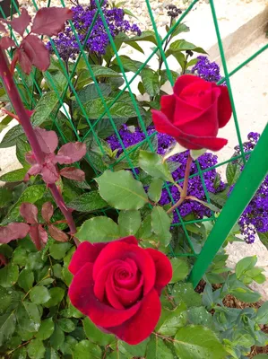 Компаньоны для роз | Интернет-магазин садовых растений