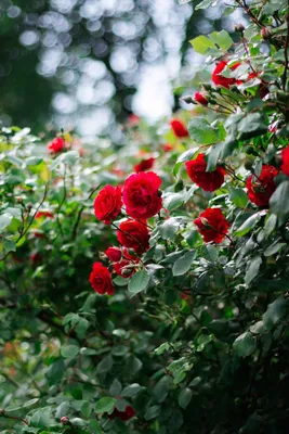 Какие цветы посадить рядом с розой, названия с фото | Agro-Market24