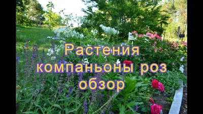 Растения-компаньоны для роз | Энциклопедия роз