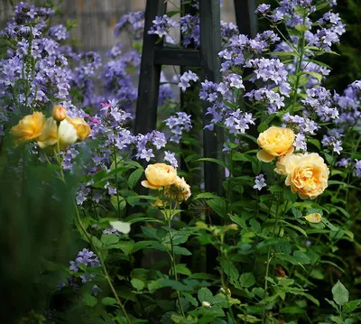 Растения - компаньоны для роз | Растения, Дизайн розового сада, Цветник план