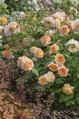 Спутник розы: 8 лучших цветов-компаньонов для роз в вашем саду - Декор