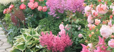 Компаньоны для роз | Интернет-магазин садовых растений