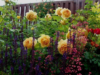 Компаньоны для роз в Цветнике Фото: 10 тыс изображений найдено в  Яндекс.Картинках | Cottage garden roses, Garden inspiration, Beautiful  gardens